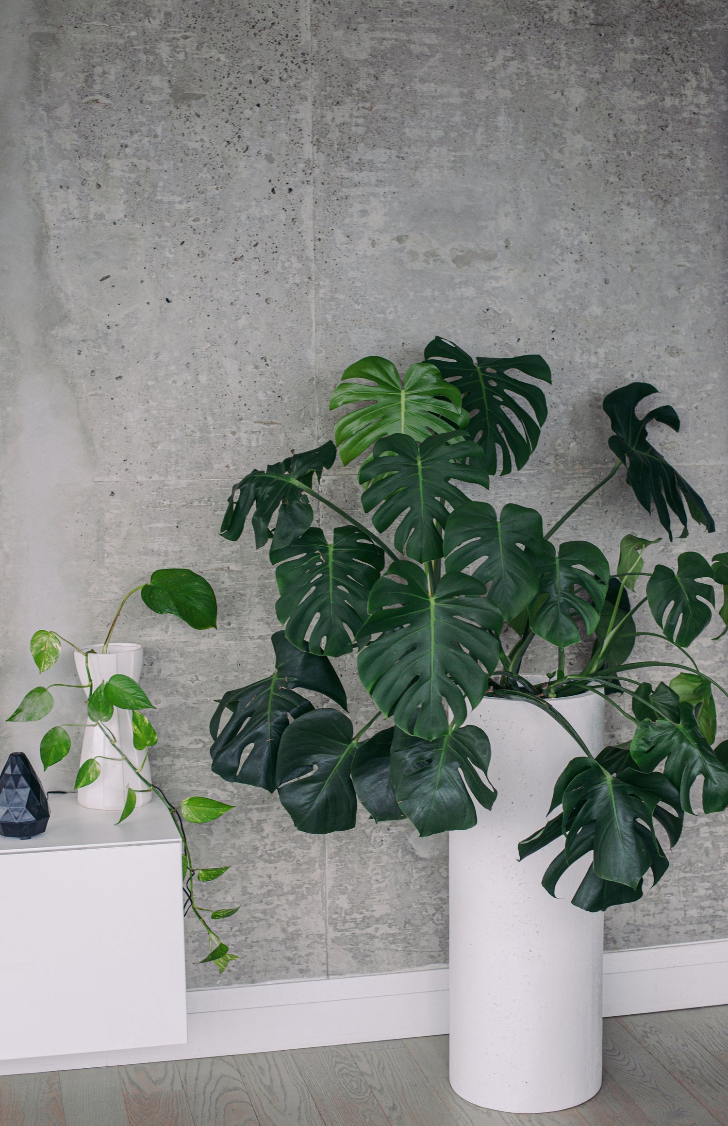 Monstera Houseplant