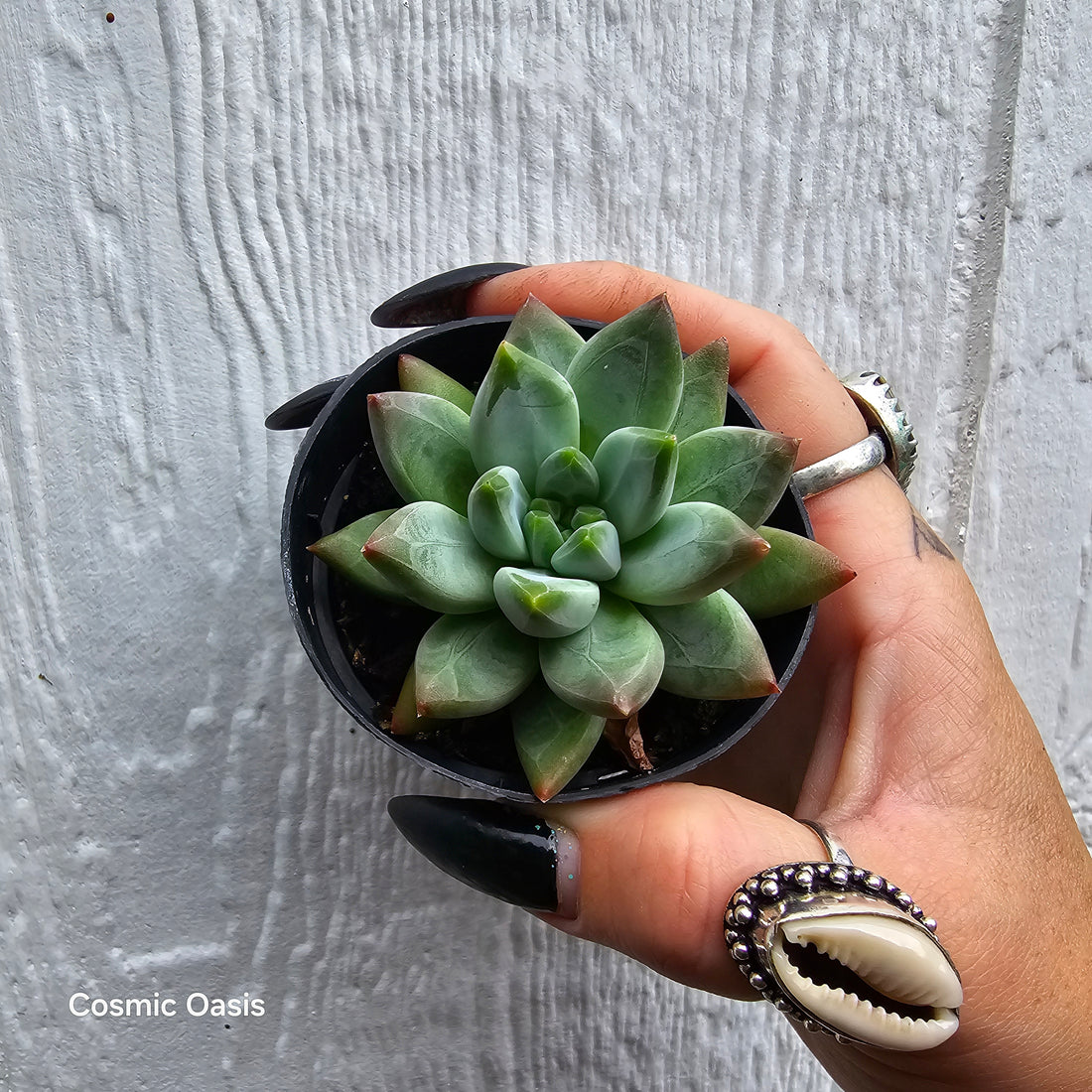 The Ultimate Guide to Succulent Care: Thrive, Don't Just Survive!