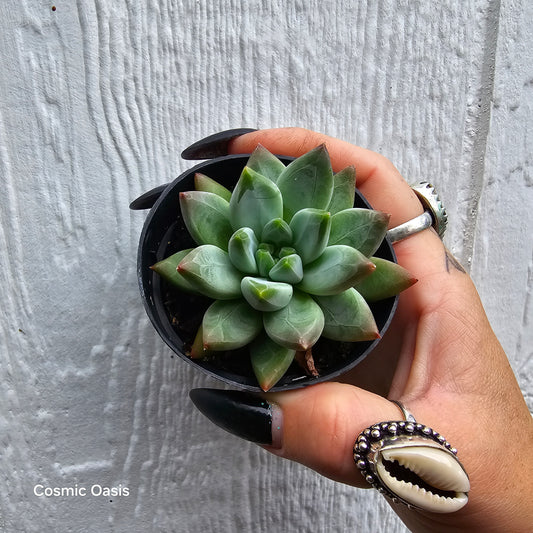The Ultimate Guide to Succulent Care: Thrive, Don't Just Survive!