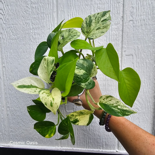 Green Thumb Guide: Mastering the Art of Houseplant Care